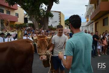 Misa, desfile del ganado y procesión religiosa en el Valle de los Nueve de Telde (Foto Francisco Javier Santana)